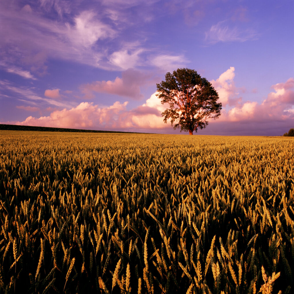 夕映えの小麦畑