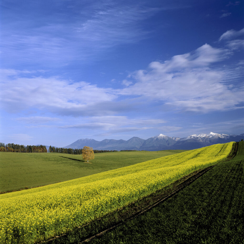 初冠雪とキガラシ