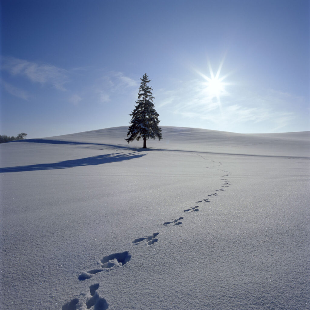 ウサギが跳ねた雪原